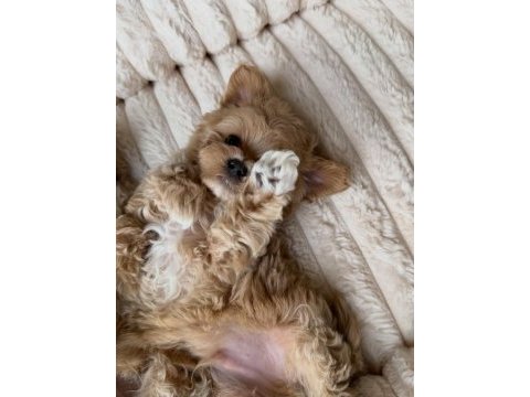 Sevimli maltipoo yavrumuz yeni ailelerini arıyor