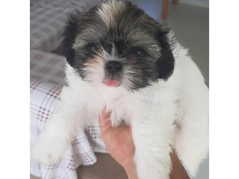 Sahiplendirilicektir shih tzu