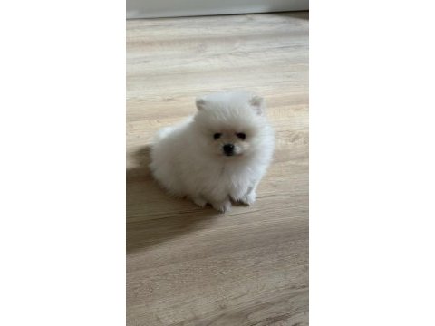 Dişi pomeranian boo yavrum yuvaya hazır