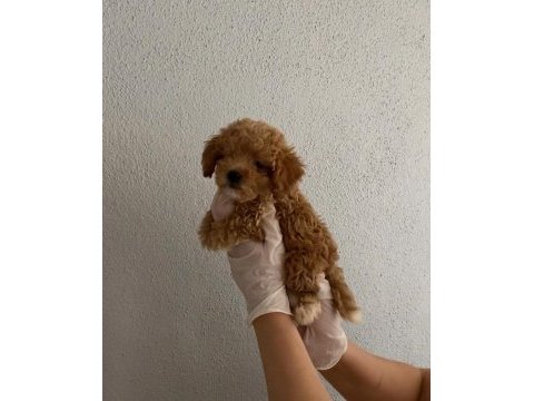 Gerçek tamamen orjinal teacup garantili maltipoo