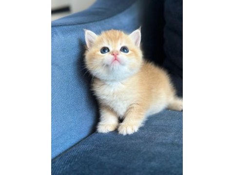 A kalite british shorthair golden yavrular