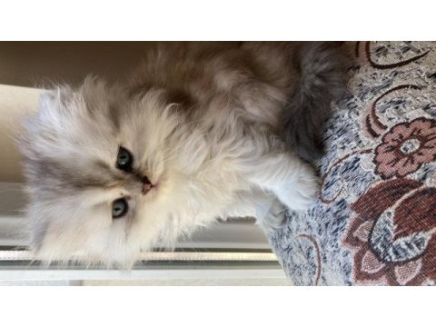 British longhair bebişler