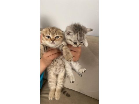 Anneleri british shorthair babaları scottish