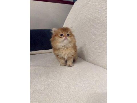Golden british longhair