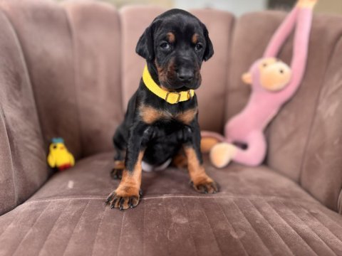 Doberman yavrularımız rezerveye açılmıştır