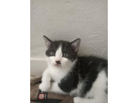 British shorthair kırma