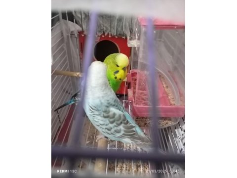 Güzel bir çift muhabbet kuşu