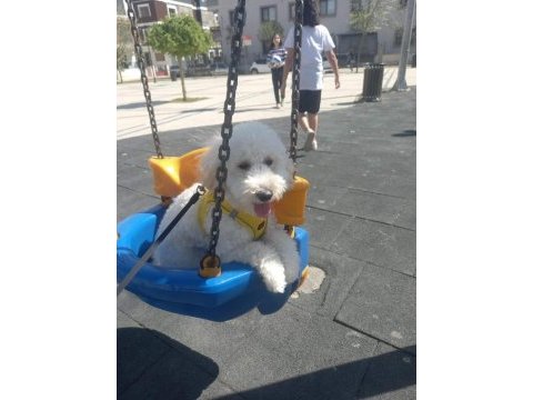 Maltipoo erkek köpeğimiz