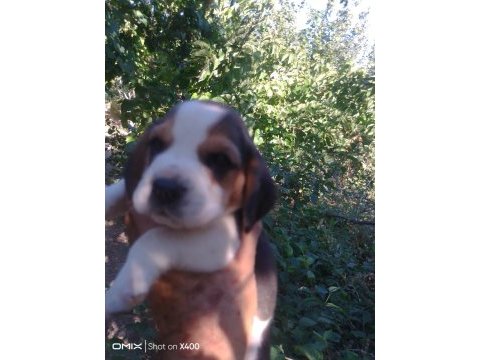 Elizabeth beagle cinsi yavrular