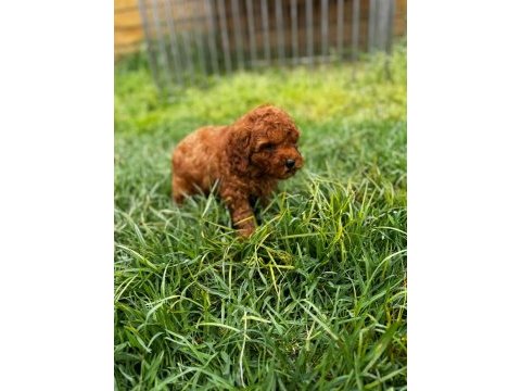 Red toy poodle yavrular