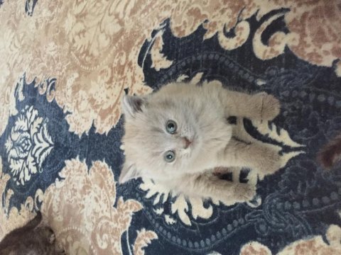 British shorthair yavrular 6 tane