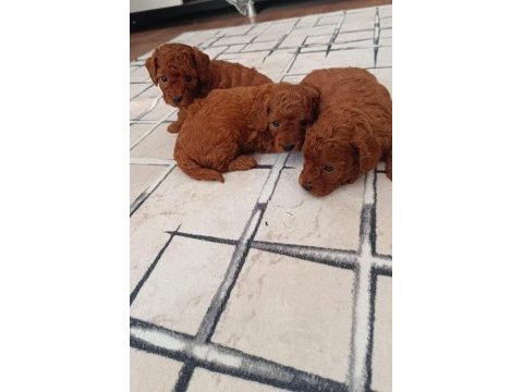 Sahibinden toy poodle yavruları