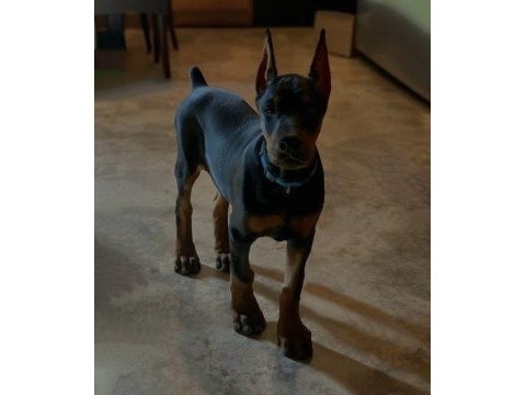 Kaliteli insanın kaliteli köpeği olur