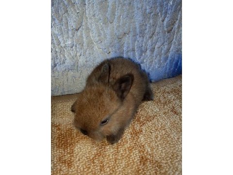 Netherland dwarf hollanda cücesi tavşan