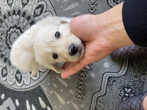 3 aylık golden retriever saf kan