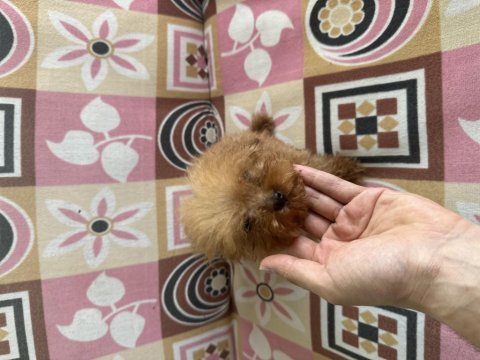 Sıfır boy toy poodle