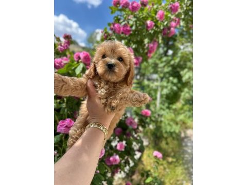 Toy poodle yavru köpeğimiz