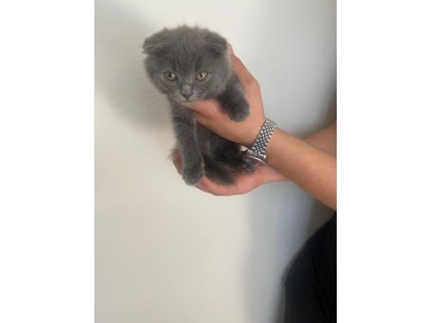 Scottish fold