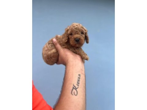 Her renk maltipoo yavrumuzu canlı görebilirsiniz