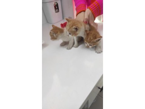 1 aylık minicik bebiş kediler tamamen ücretsiz