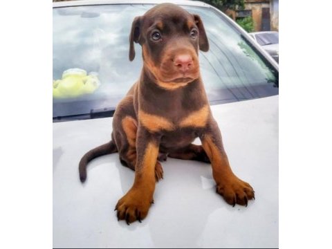 Safkan doberman yavrularımız