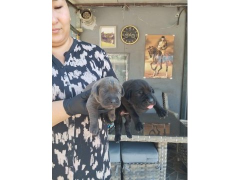 Cane corso yavrularımız