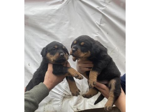 Orjinal yavru rottweiler