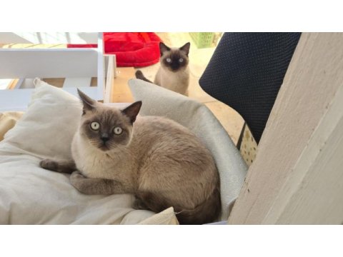 Evde kedi fazlalığından ev kedilerimi sahiplendiriyorum