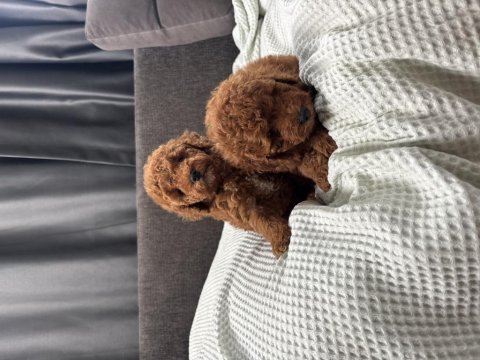Mini boy toy poodle bebeklerim
