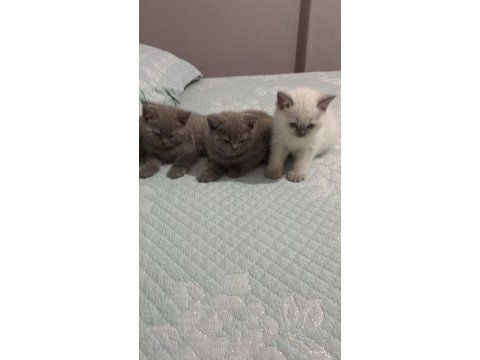 Yavru british shorthair