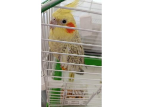 Sultan papağanı ele alışkın