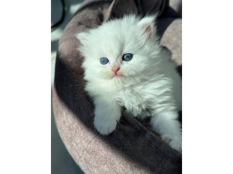 British longhair bize danışmadan yavru sahiplenmeyiniz