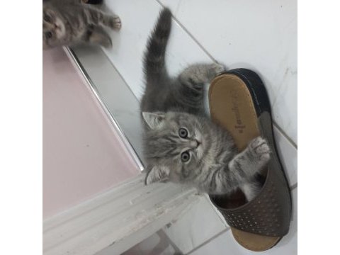 Süper bebek kediler