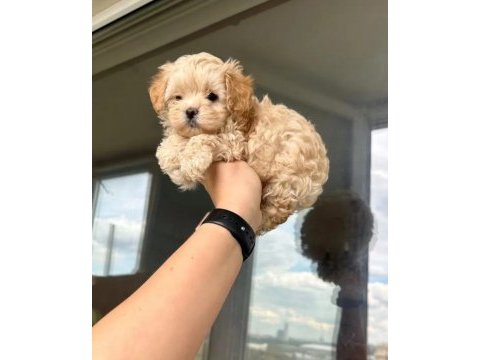 A kalite maltipoo bebeklerimiz