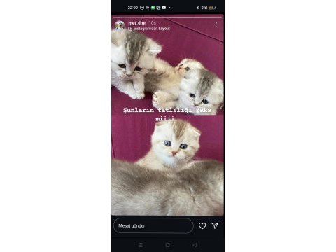 Muhteşem kaliteli scottish fold yavrumuz