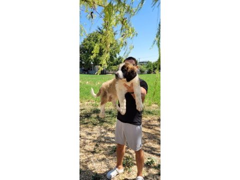 St bernard yavrularımız ırk garantilidir