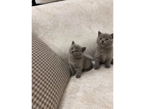 Saf ırk british shorthair yavrularım