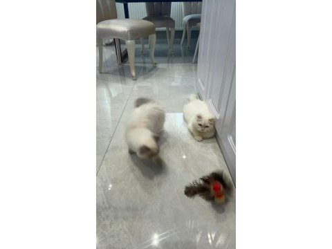 Maviş himalayan kızımız bella