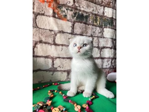 Scottish fold bs1133