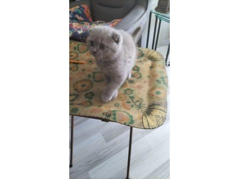 Scottish fold 60 günlük