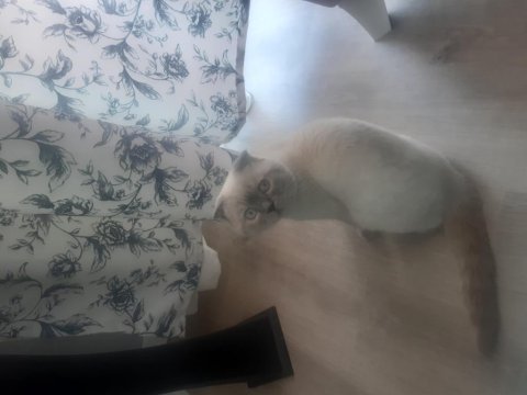 3 yaşında erkek kedim