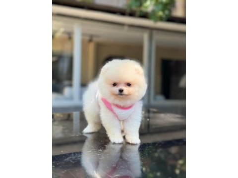 Sağlık ve ırk garantili pomeranian boo