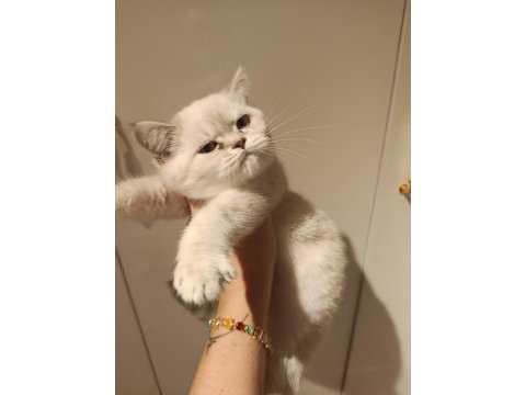 British shorthair yavru kediler