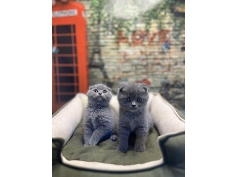 En güzel scottish fold bebekler @petclubadanaa