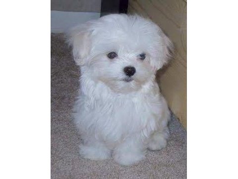 Maltese babby
