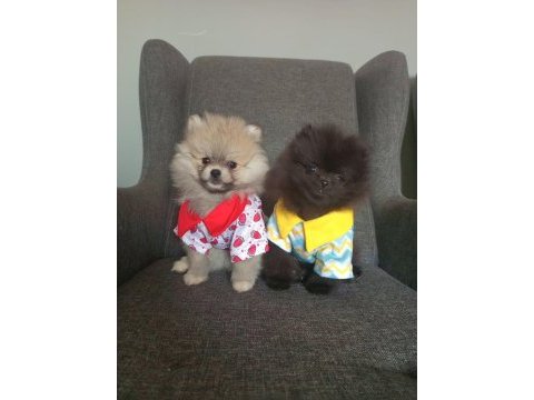 Mini boy pomeranian yavruları