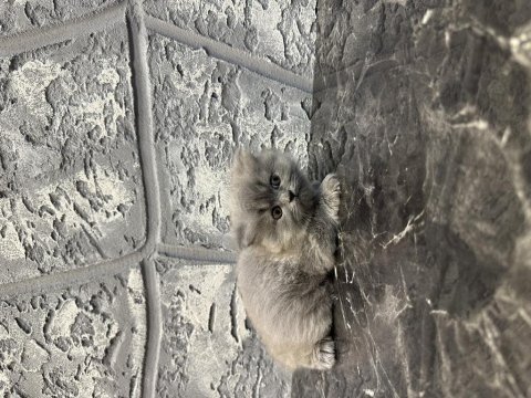 Dünyalar tatlısı minik scottish fold yavrumuz