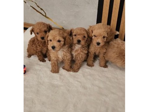 Maltipoo yavrular sağlık kontrollü