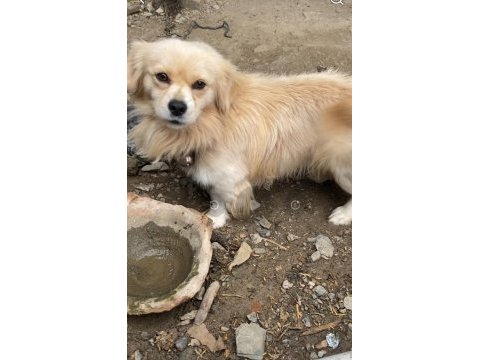 Süs köpeği