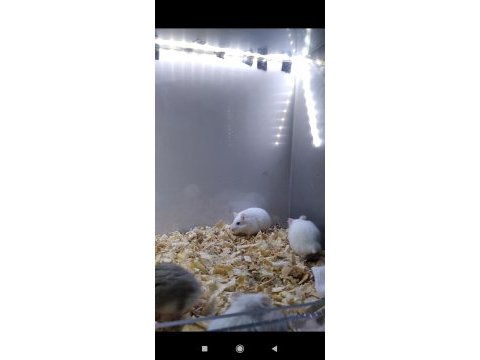 Gonzales hamster